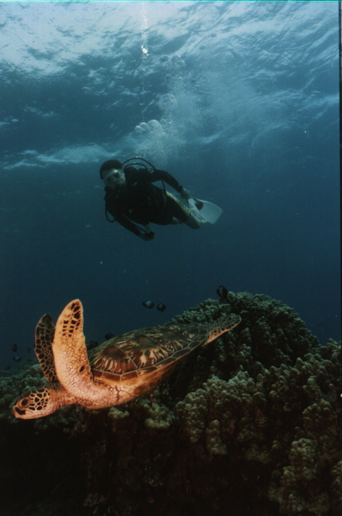 turtle1
