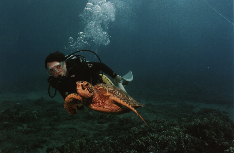 turtle2