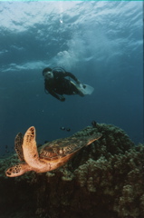 turtle1