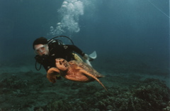 turtle2